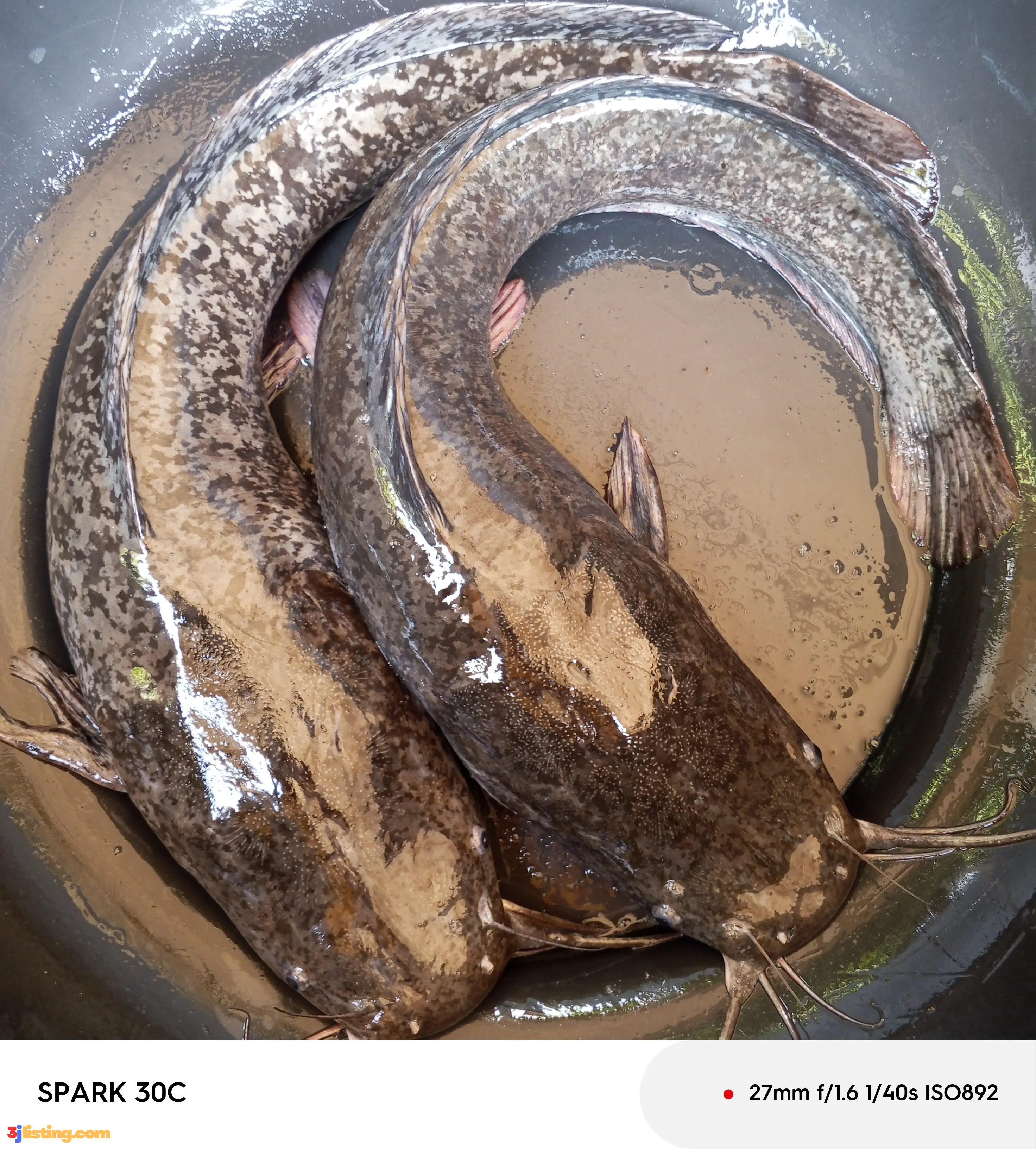 Fresh quality Catfish