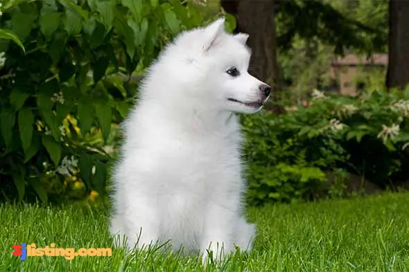 American Eskimo Puppy