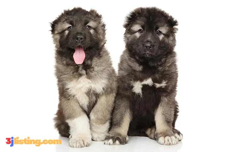 Caucasian Shepherd Puppy