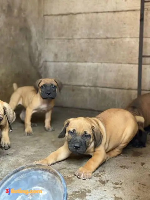 Boerboel Security Puppy