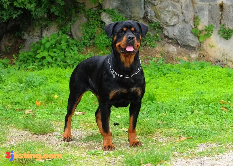 Rottweiler Security Dog (Adult)