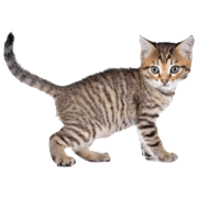 Cats & Kittens