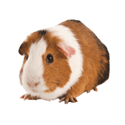 Other Animals