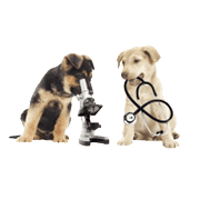 Pet Services