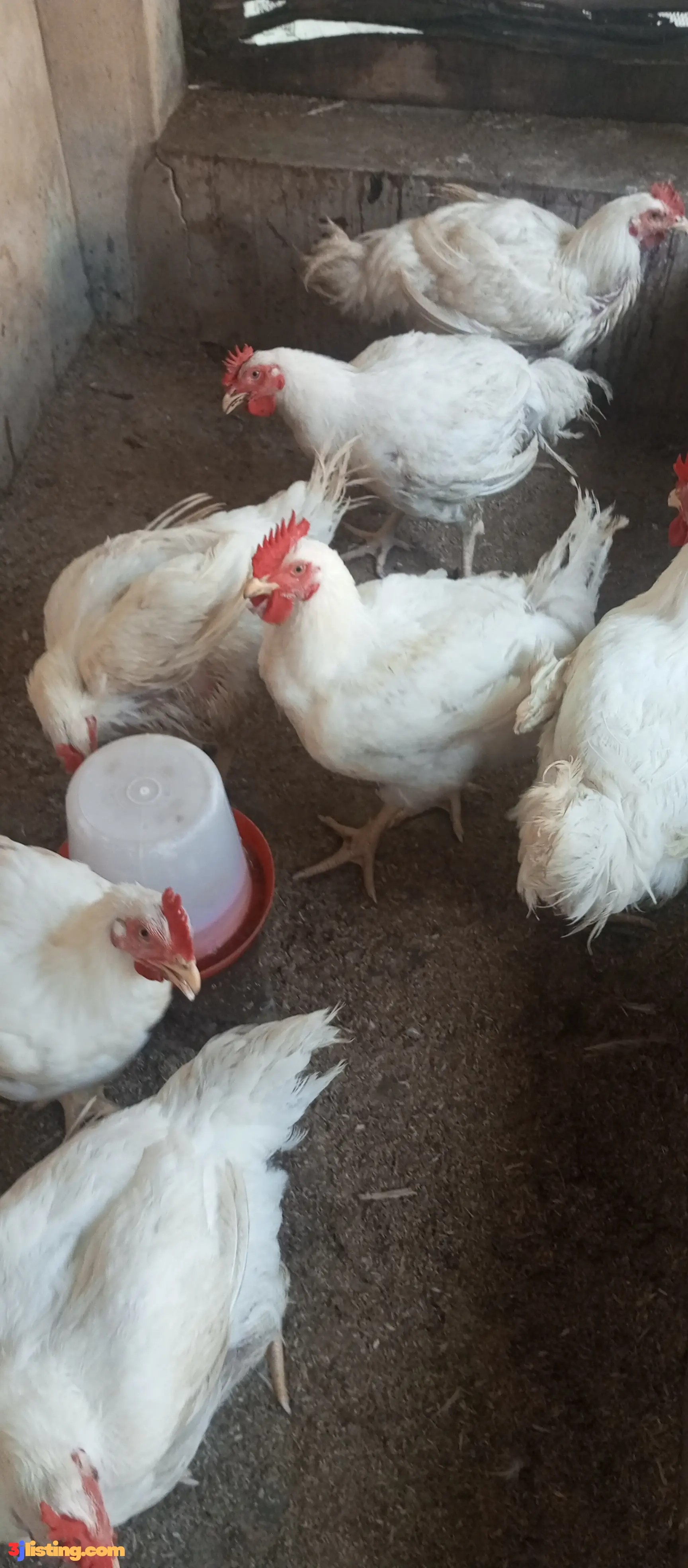 broilers