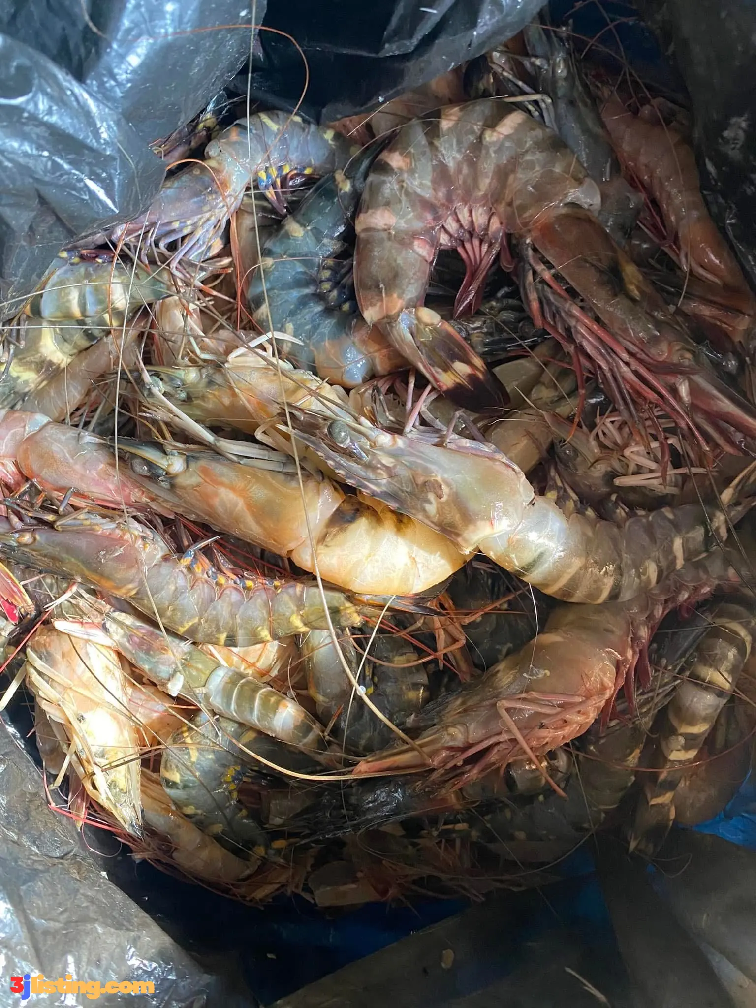Seafood